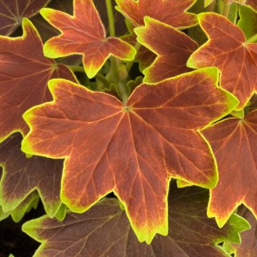 Vyöhykepelargoni Decima