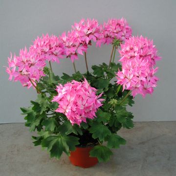 Vyöhykepelargoni Fireworks Pink