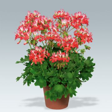 Vyöhykepelargoni Fireworks Red White