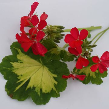 Vyöhykepelargoni Fantaisy Happy Thought