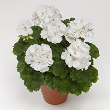 Vyöhykepelargoni PAC Iceberg