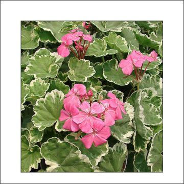Vyöhykepelargoni Mme Salleron