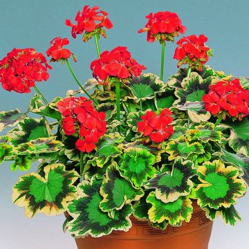 Vyöhykepelargoni Brocade Mrs Pollock