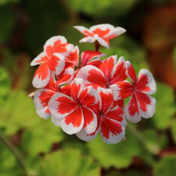 Vyöhykepelargoni Mrs Wren