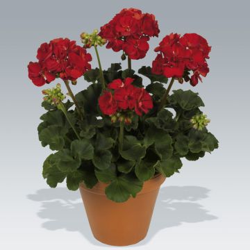 Vyöhykepelargoni Victor