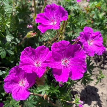 Verikurjenpolvi Frivolius Purple