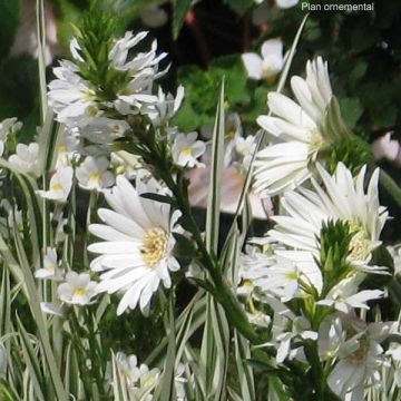 Gerbera jamesonii Everlast White