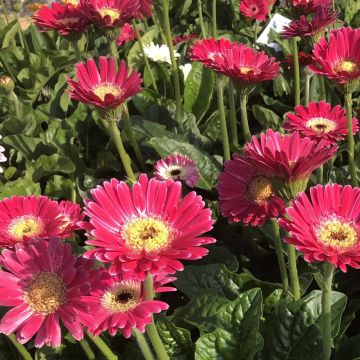 Gerbera jamesonii Garvinea Sweet Sweet Spice