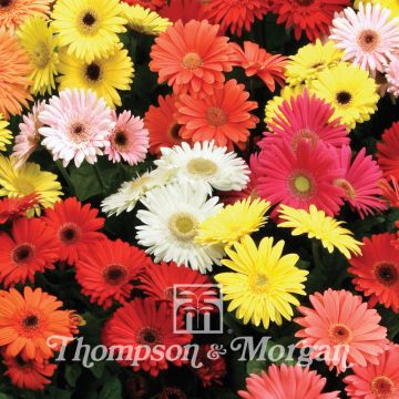 Gerbera jamesonii T&M Mixed Hybride F2 (siemenet)