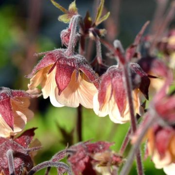Ojakellukka Coppertone