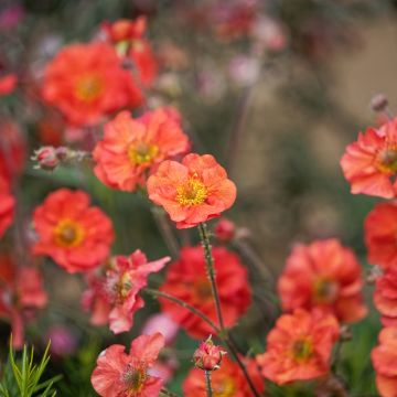 Tulikellukka Coral Tempest