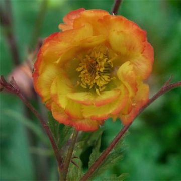 Tulikellukka Nonna