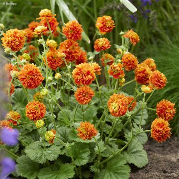 Tulikellukka Orange Pumpkin