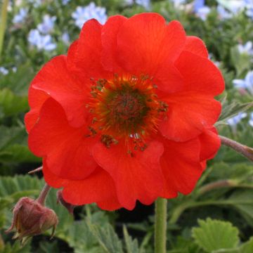Tulikellukka Red Wings