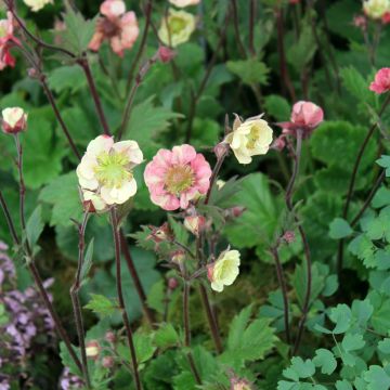 Tulikellukka Tempo Rose
