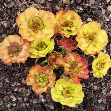 Tulikellukka Tutti Frutti