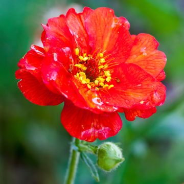 Tarhakellukka Mrs Bradshaw