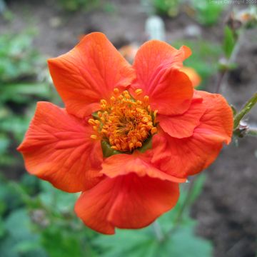Tulikellukka Werner Arends