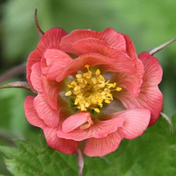 Ojakellukka Leonard's Variety