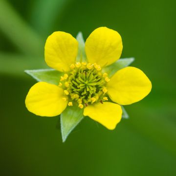 Kyläkellukka - Geum urbanum