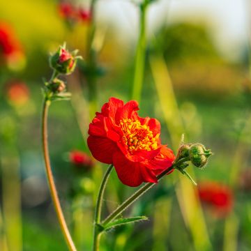 Tulikellukka Flore Pleno Blazing Sunset (siemenet)
