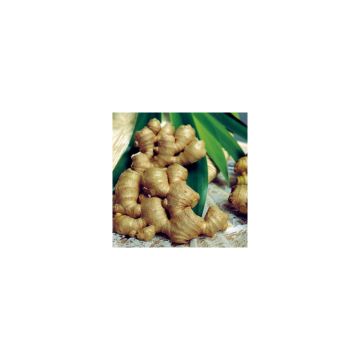 Mausteinkivääri - Zingiber officinale