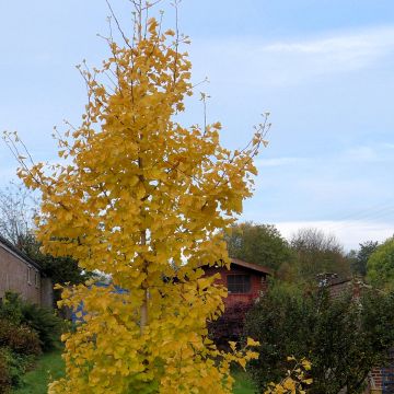Neidonhiuspuu fastigiata Gold Flame