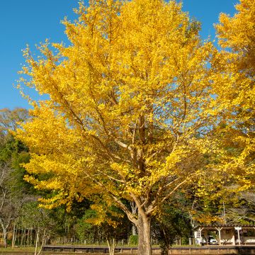 Neidonhiuspuu - Ginkgo biloba