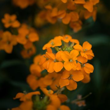 Kultalakka Apricot Twist