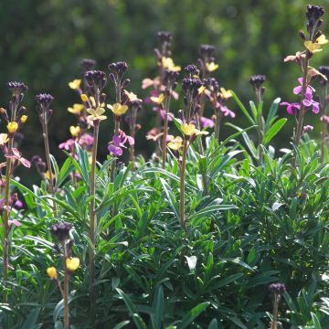 Ukonnaurii - Erysimum mutabile