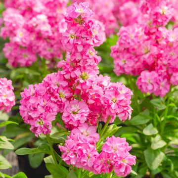 Kesäleukoija Heritage Pink