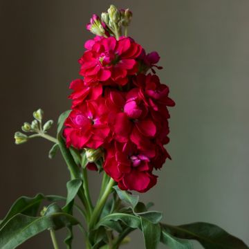 Kesäleukoija Heritage Scarlet