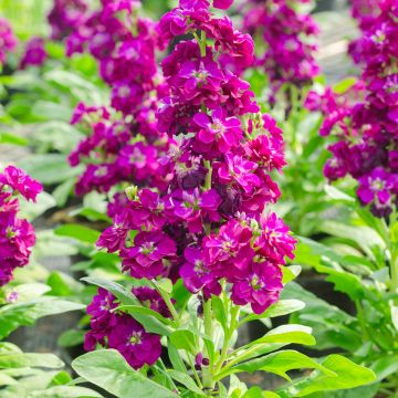 Kesäleukoija - Matthiola incana