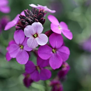 Kultalakka Poem Lavender