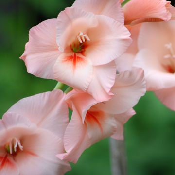Miekkalilja Apricot Beauty