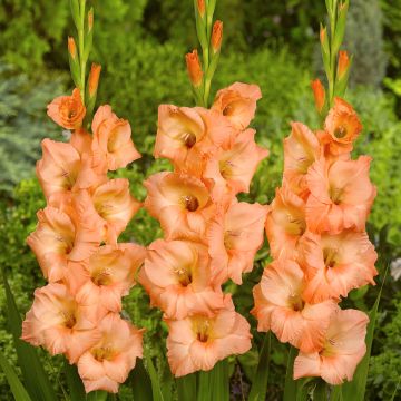 Miekkalilja Georgia Peach