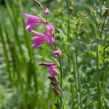 Italianmiekkalilja - Gladiolus italicus