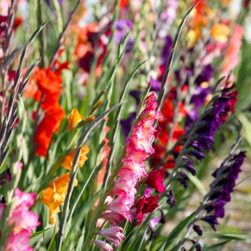 Gladiolukset sekoitus (pienikukkaiset)