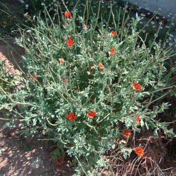 Punaneidonunikko - Glaucium corniculatum
