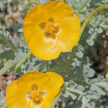 Keltaneidonunikko - Glaucium flavum