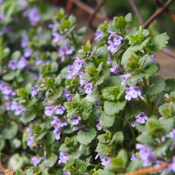 Maahumala - Glechoma hederacea