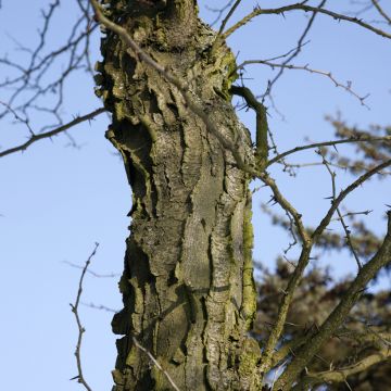 Kolmioa - Gleditsia x texana