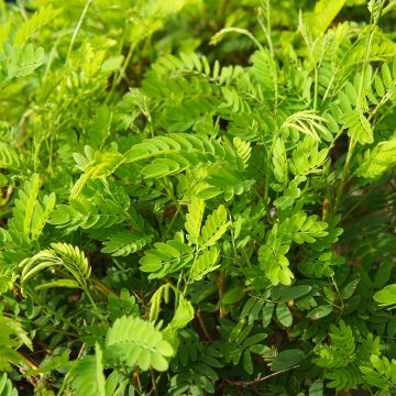 Lännenkolmioka Elegantissima