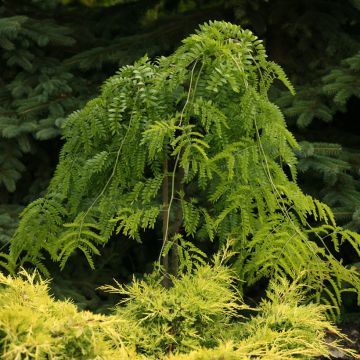 Lännenkolmioka Emerald Cascade