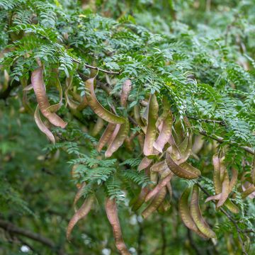 Lännenkolmioka - Gleditsia triacanthos