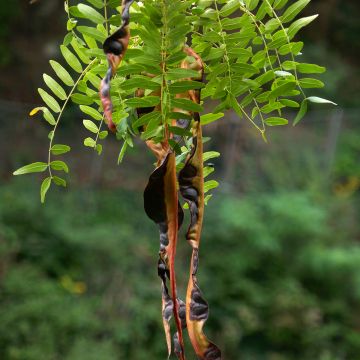 Lännenkolmioka (siemenet) - Gleditsia triacanthos f. inermis