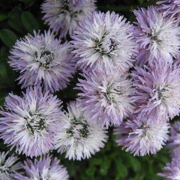 Sinipallo - Globularia cordifolia