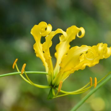 Keijunlilja Lutea