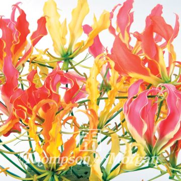 Keijunlilja (siemenet) - Gloriosa superba