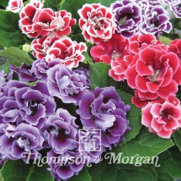 Sinningia Brocade Double Mixed F1 Hybrid (siemenet)